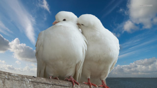 Two white birds ocean blue - a few white cloud free wallpaper