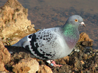 Pigeon sitting rock water green - a rock next free wallpaper