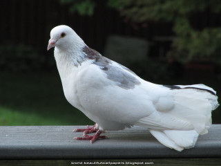 White pigeon wooden ledge outside - eamon everall free wallpaper