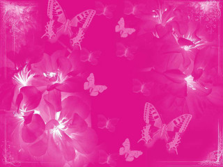 Pink background butterflies flowers middle - the middle of it free wallpaper