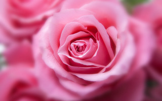 Pink rose closeup rococo macro - a green stem free wallpaper