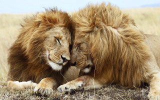 Two lions laying down grass - free cats wallpaper for desktop