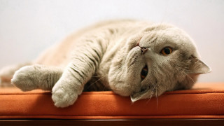 Cat laying back cushion eyes - the pillow free wallpaper