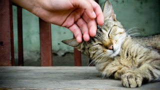 Person petting cat nose hand - neoism free wallpaper for desktop