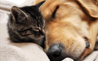 Cat dog sleeping together blanket 2 - a blanket together free wallpaper