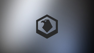 Black white bird gray background - photo of a bird free wallpaper