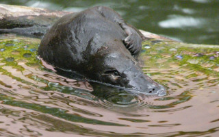 Black animal floating water tree - moss free wallpaper