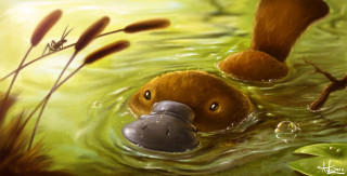 Duck floating pond fish mouth - a duck free wallpaper
