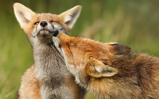 Foxes standing grass rubbing face - against free wallpaper for desktop