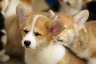 Puppies sitting closed eyes closed - their eye free wallpaper