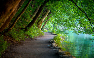 Path water trees bench forest - nature free wallpaper