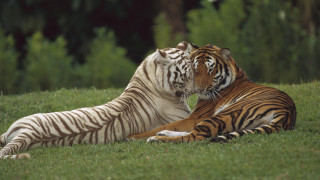 Tigers laying grass noses touching - two tiger free wallpaper