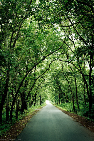 Forest leaves bench sunlight trees - free summer wallpaper for mobile