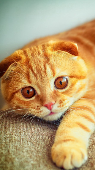 Cat laying couch paw pillow - free cats wallpaper for mobile