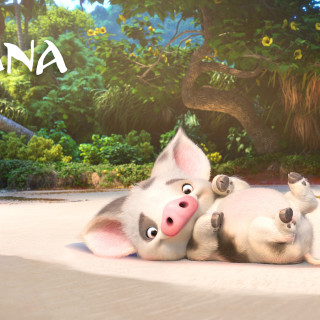 Pigs laying sandy ground forest - free cats wallpaper for tablet