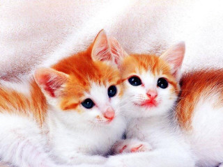 Two kittens laying down blanket - a blanket together free wallpaper