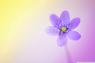 Purple flower yellow center pink 2 - the center free wallpaper for desktop