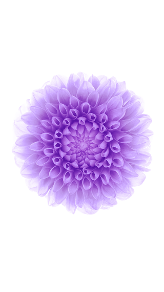 Purple flower white background black - a black border free wallpaper for mobile