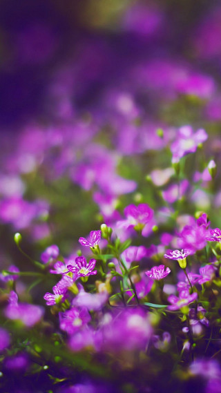 Purple flowers blooming grass blurry - free flowers wallpaper for mobile