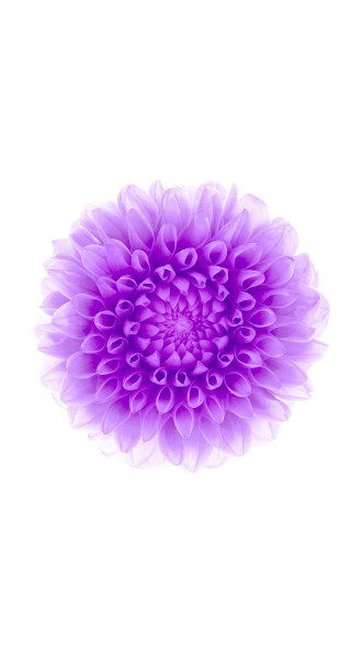 Purple flower white background generative - eden box free wallpaper for mobile