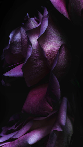 Purple flower closeup black background - dark color free wallpaper for mobile