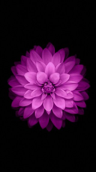 Purple flower white center dark 2 - bourgeoi free wallpaper for mobile