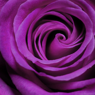 Purple rose macro black white - a purple rose free wallpaper