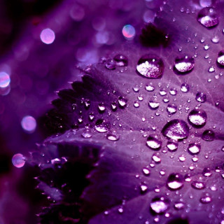 Purple flower water droplets petals - computer art free wallpaper for tablet
