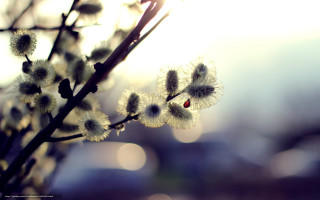 Flower closeup blurry background microscopic - a close up of a flower free wallpaper for desktop