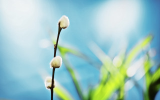 Plant white flowers blue sky - soft focus free wallpaper