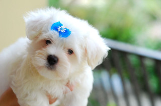 Small white dog blue bow - a small white dog free wallpaper