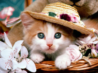Kitten hat basket flowers teddy 8 - funny free wallpaper