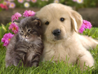 Puppy cat grass flowers background - the grass together free wallpaper