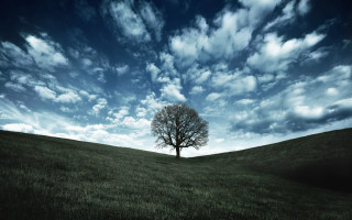Lone tree grassy field cloudy 2 - a lone tree in the foreground free wallpaper for desktop
