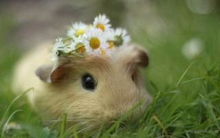 Small animal flower hair grass - daisy free wallpaper