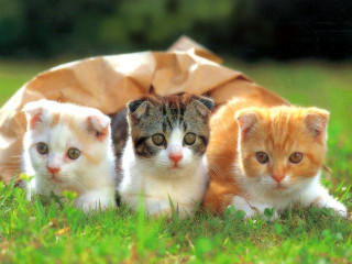 Three kittens grass brown bag - free cats wallpaper