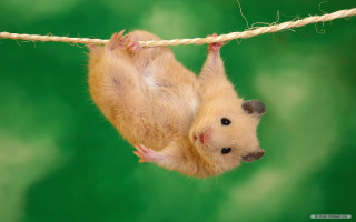 Hamster upside down hanging rope - down free wallpaper