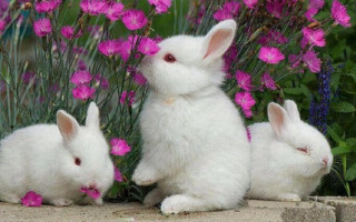 Three white rabbits purple pink - pastel color free wallpaper