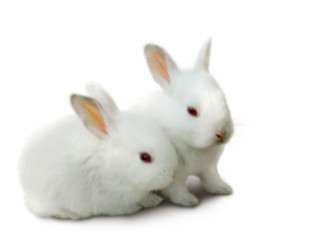 Two white rabbits sitting white - a white background behind them free wallpaper