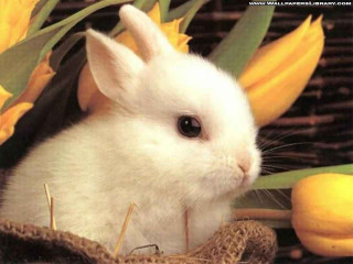 White rabbit basket yellow flowers - a white rabbit free wallpaper