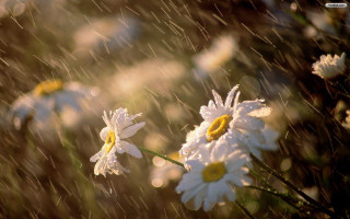 Daisies rain water drops blurry - drop of water free wallpaper for desktop
