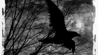 Bird flying trees clouds dark - dark night free wallpaper