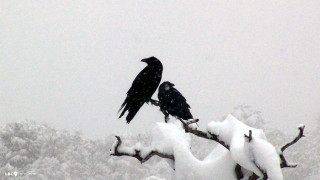 Black birds perched branch snow - a branch in the snow free wallpaper