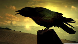 Black bird wooden post cloudy - a black bird free wallpaper