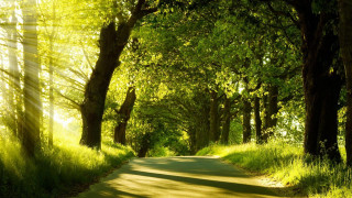 Road trees grass scenery nature - the other side of the road free wallpaper