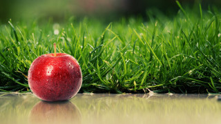 Red apple green field puddle - a shiny surface free wallpaper for desktop