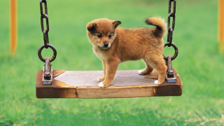 Small dog wooden swing park - a small dog free wallpaper for desktop
