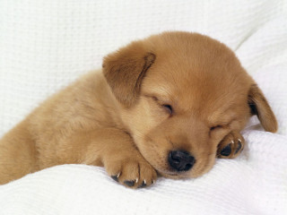 Small brown puppy sleeping white - adorable free wallpaper