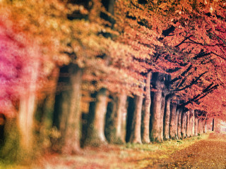 Tree lined road red leaves 2 - anton fadeev free wallpaper