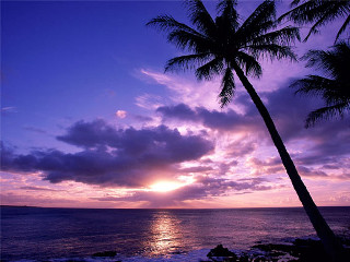 Palm silhouette purple sunset ocean - a rocky shore free wallpaper for desktop